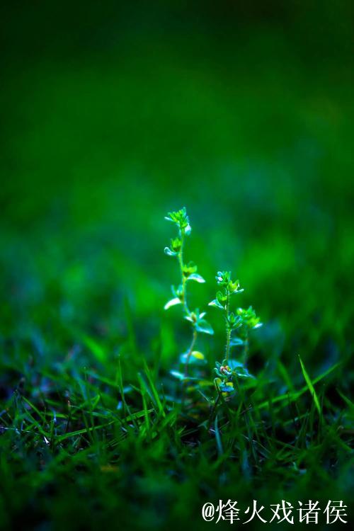 青青青草的诗意绽放
