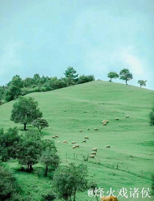 揭秘青青草原豆瓣的独特魅力 揭秘青青草原豆瓣的独特魅力